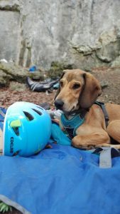 Hund und Helm beim Klettern am Fels