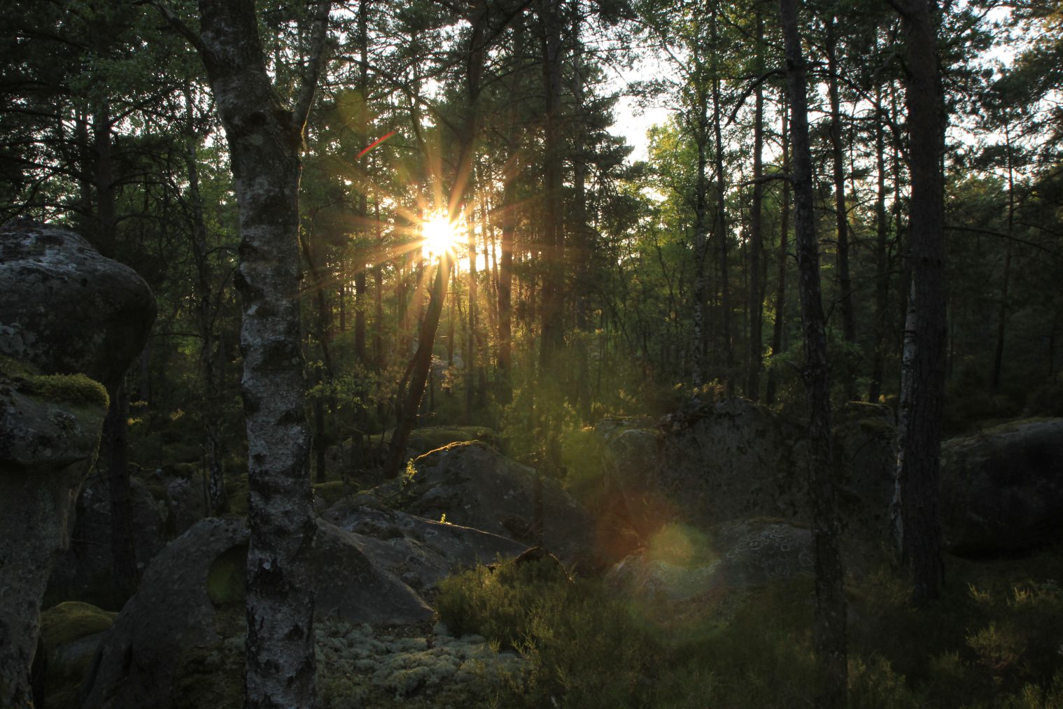 Fontainebleau Wald und Sonne